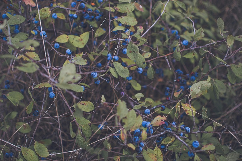 Wild blueberry plant