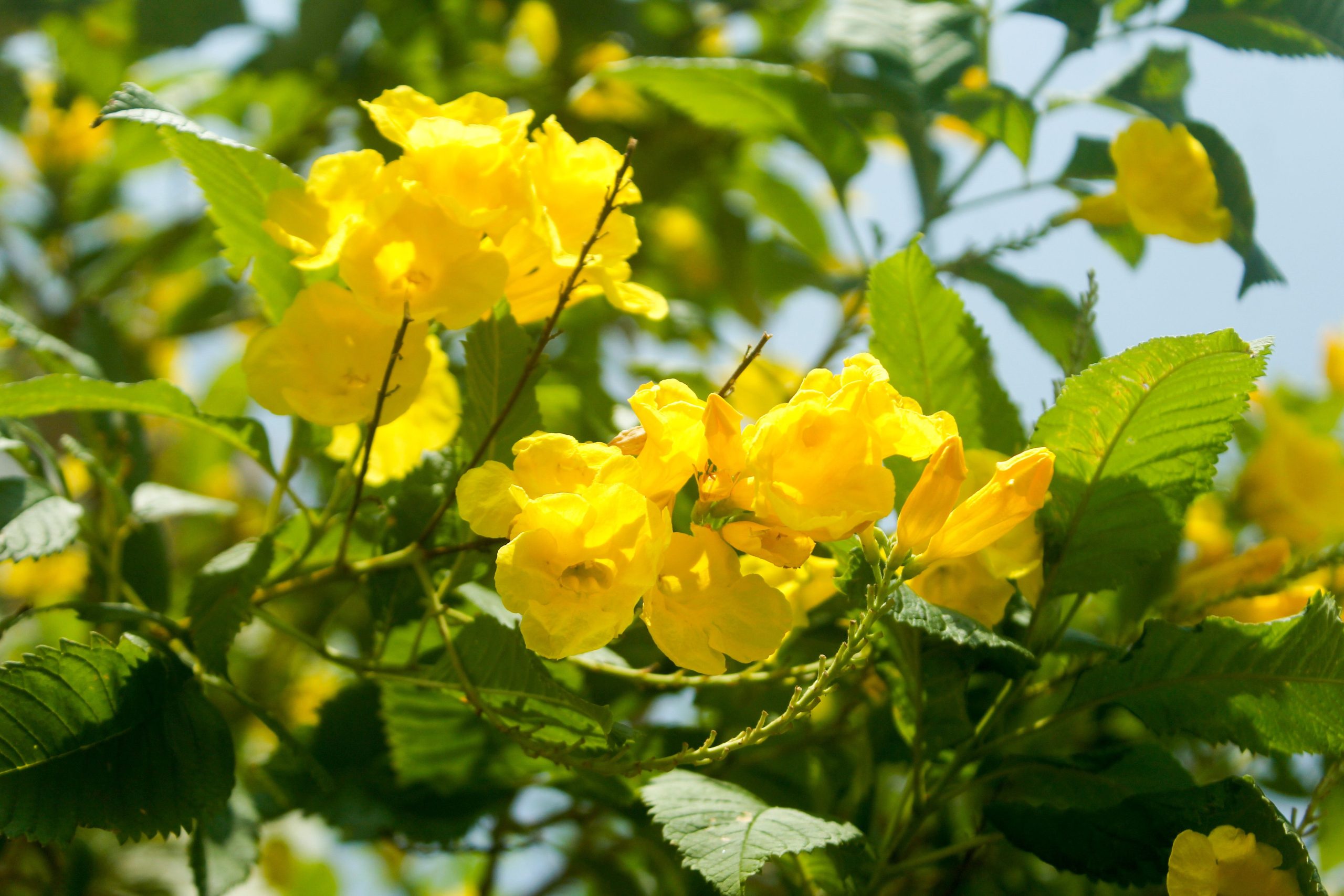 cat's claw plant